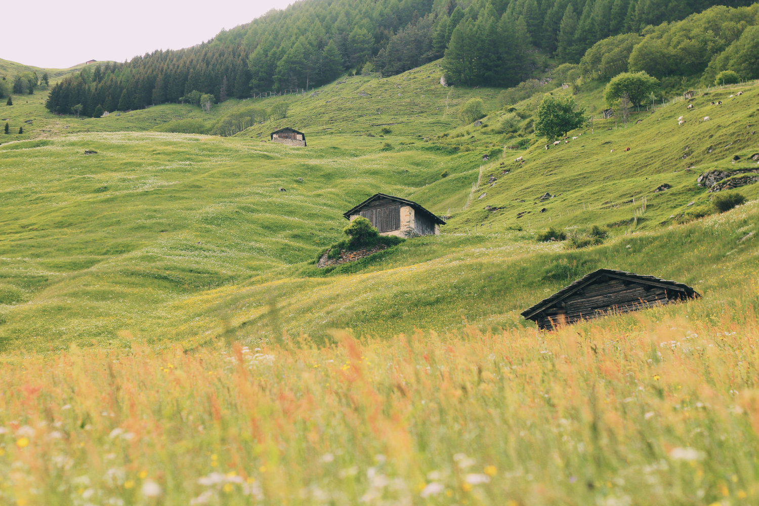 Swiss Alps
